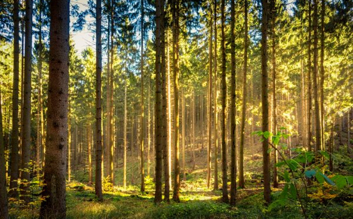 如果環(huán)境氣候破壞事件持續(xù)的增加，那么這些外部因素將導(dǎo)致對顆粒燃料的更高需求